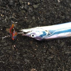 太刀魚は好調